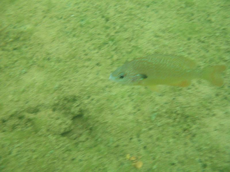 Diving Photos/tablerock/Scuba Table Rock 002